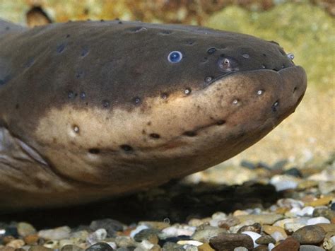 Can Electric Eel Kill Human? And Why Do They Glow in the Dark?