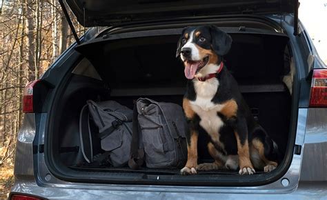 How Much to Ship a Dog to Another State: A Journey Through Costs, Logistics, and Canine Comfort